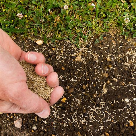What Is the Best Type of Grass Seed for Pennsylvania? | Green Lawn ...