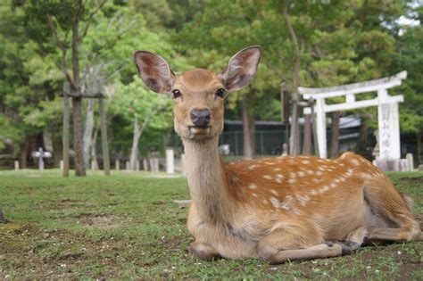 Where to meet wild animals in Japan - Hatago Travel