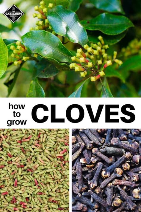We will teach you how to get the amount of ground cloves that you need for your recipe. How to Grow Clove (Syzygium aromaticum)