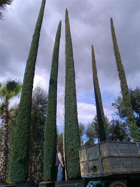 Cupressus Sempervirens Pyramidalis Mediterranean Cypress