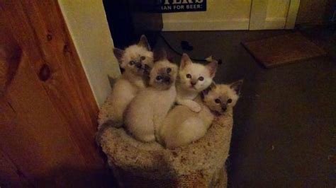 Any breed britannah (britishxsavannah) british shorthair exotic shorthair persian russian blue siamese tonkinese. 8 WEEK OLD BLUE POINT SIAMESE KITTENS FOR SALE for Sale in ...