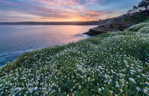 Wildflowers Along The La Jolla Cliffs Sunrise California 33263