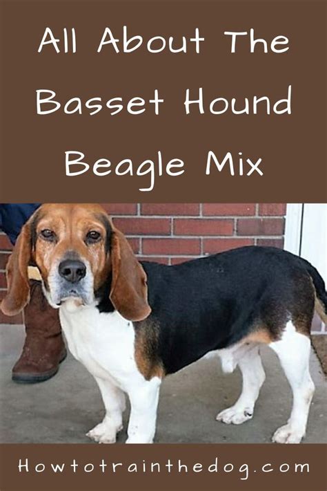 All About The Basset Hound Beagle Mix Bagle Hound With Pictures Basset Hound Beagle Basset