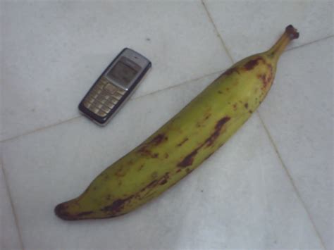 Luportis Blog Long Banana Versus Short Banana