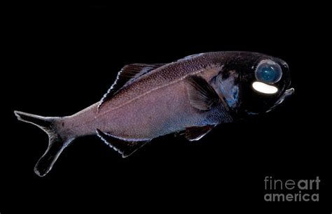Flashlight Fish Anomalops Katoptron Have Bioluminescent Bacteria