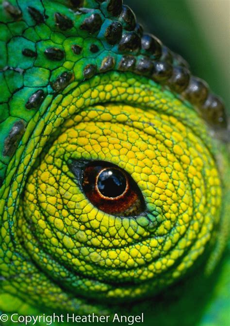 Digital Macro Photography Course Chameleon Eyes Reptile Eye Macro