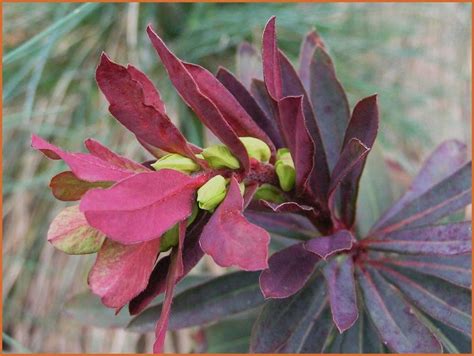 Maybe you would like to learn more about one of these? Euphorbia - Wolfsmilch - kaufen bestellen - StaudenOnline.de