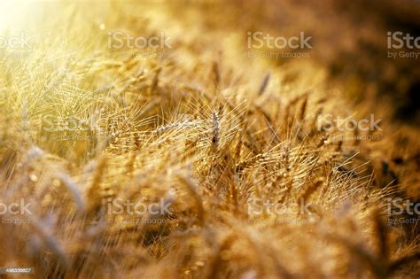 Late Afternoon In Wheat Field Stock Photo Download Image Now