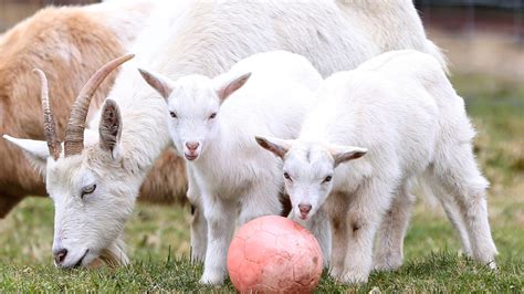 Geep Sheep Goat Hybrid Twins Shock Owner