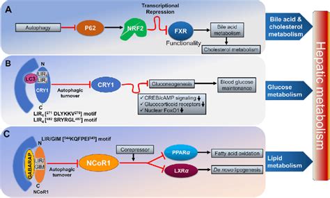 Autophagy Regulates Signal Proteins Level And Their Activity To
