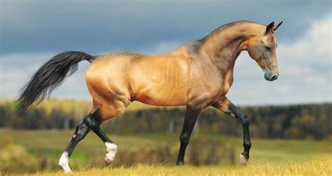 10 Rarest Horse Breeds In The World Horsey Hooves