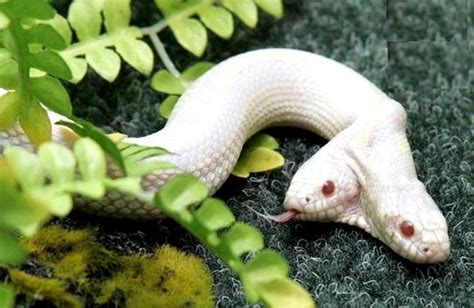Amazing Rare Albino Animals 40 New Cute Albino Animals Species Pics