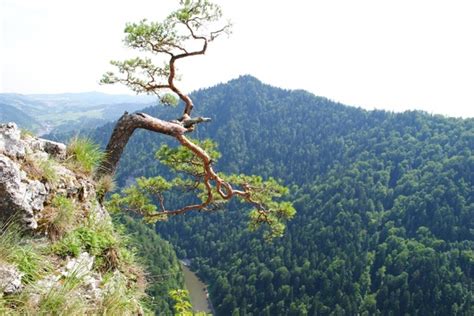Mountain Top Tree Free Stock Photos In Jpeg  3872x2592 Format For