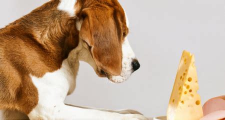 Cats are very sensitive creatures, and require moisture in order. How to Prevent Kidney Disease in Your Dog | PetCoach