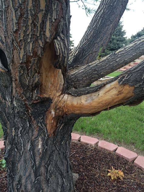 Bark Peeling Off Weeping And Globe Willow Trees Ask An