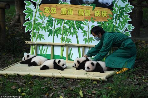 Playful Baby Pandas Meet The Public For The First Time In China Daily