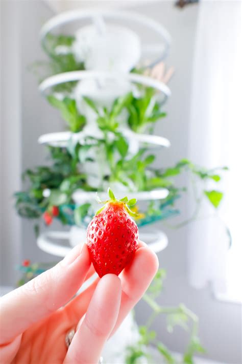 How To Freeze Fresh Strawberries Slay At Home Mother