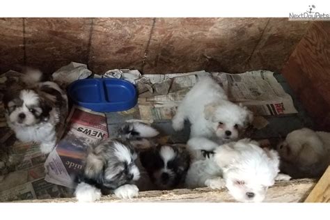 Delightful little shih tzu puppies for sale | teacup puppies & boutique. Female 1: Shih Tzu puppy for sale near Sioux City, Iowa. | 418cf909-2b11