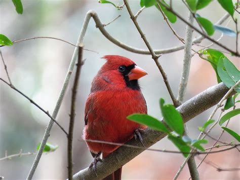 Loyal Lovely Northern Cardinals Thrive In Ohio Farm And Dairy