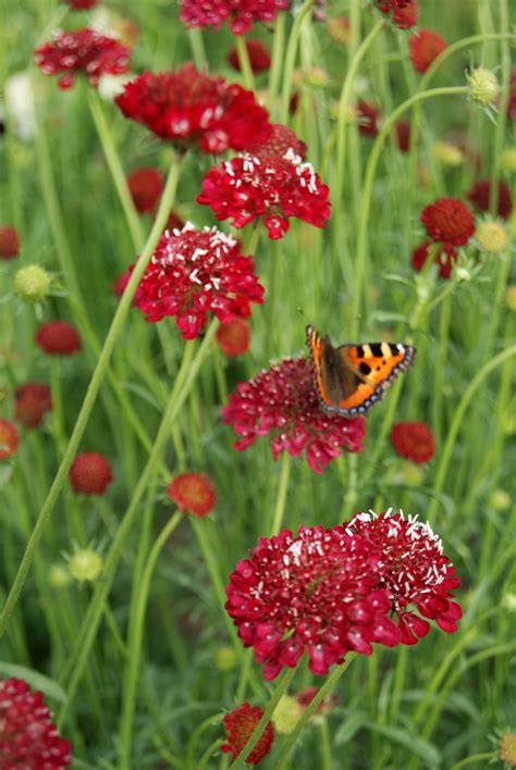 Scabiosa Atropurpurea Tall Double Red Seeds £225 From Chiltern