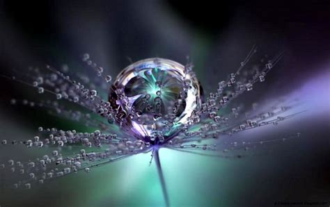 Beutiful Macro Photography Water Droplets Wallpaper All