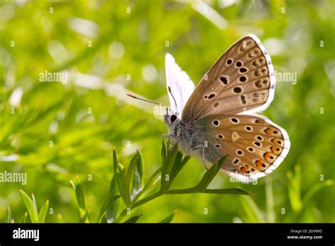 Adonis Blue Polyommatus Bellargus Butterfly Adult Male Underside Of