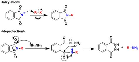 Gabriel Synthesis Of Amino Acids - Gabriel Amine Synthesis | Chem-Station Int. Ed.