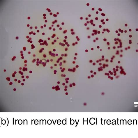 Iron‐organo Floc Recorded Via Light Microscope 10× Magnification