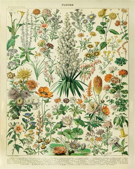 Vintage Flower Poster French Botanical Print French Flower Etsy
