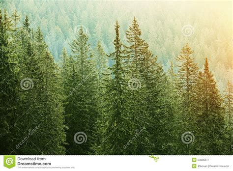 Green Coniferous Forest Lit By Sunlight Stock Image Image Of