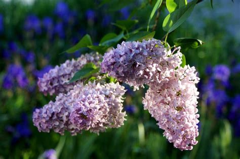 Blooming Lilacs Variety Of Varieties Surprises With Shades Stock Photo