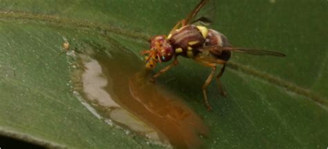 Queensland Fruit Fly Agriculture And Food
