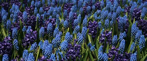 Lupine Field Wallpaper 4k Blue Flowers Floral Background