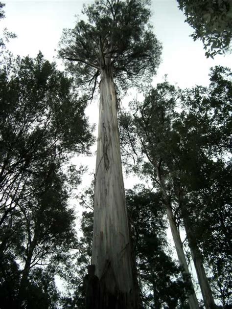 Threats to the forests are birch bark. World's Tallest Tree - Coast Redwood - 1001Archives