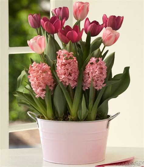 Maybe you would like to learn more about one of these? pink bulb flowers | Garden bulbs, Bulb flowers, Spring ...