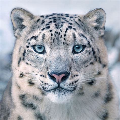 21 Intimate Portraits Of Rare Endangered And Disappearing Animals