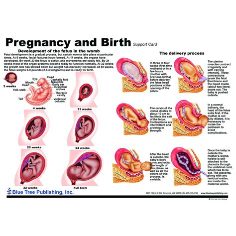 Uterus And Female Anatomical Charts And Uterus Model