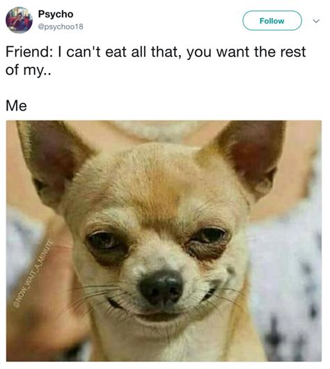 82 Jokes Funny Funny Dog Faces Memes