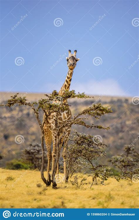 Lonely Giraffe In The Savannah Serengeti National Park At Sunset Wild