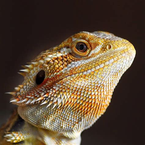 How To Properly Care For A Bearded Dragon Pet Training Academy