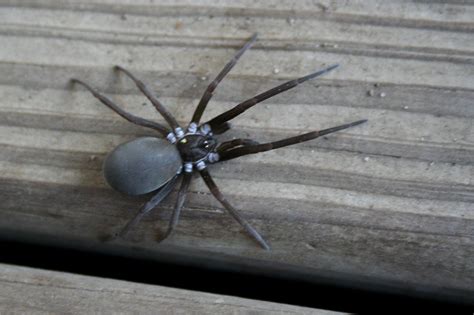 Southern House Spider Kukulcania Hibernalis Carnivora