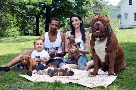 The Worlds Biggest Pitbull Cuddles Up To His Adorable New Litter