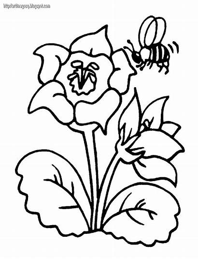 Mewarnai Gambar Lebah Bunga Mawar Sketsa Untuk