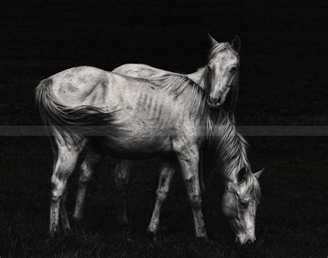 Wild Horses By Heatherwaller Rivet On Deviantart
