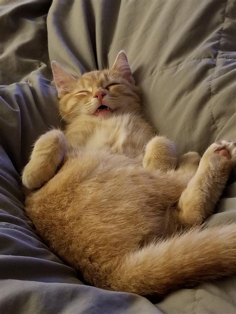 Those Are Some Sleepie Teefies Kittens Cutest Cats Kitty