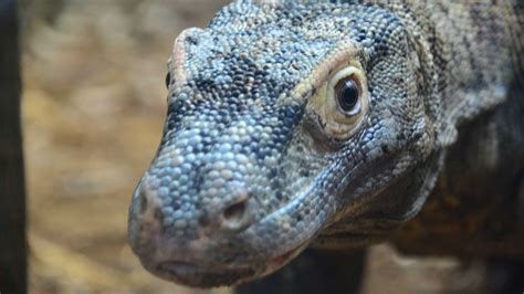 Komodo Dragon | Zoological Society of London (ZSL)