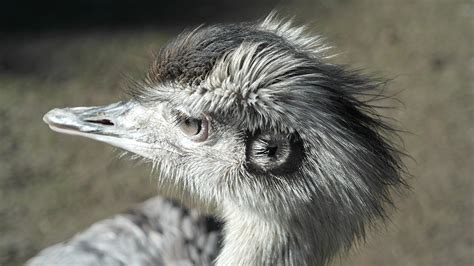 Emu Head Bird Free Photo On Pixabay Pixabay