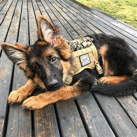 Germanshepherd Dogtrain Military Dogs Dog Breeds Shepherd Puppies