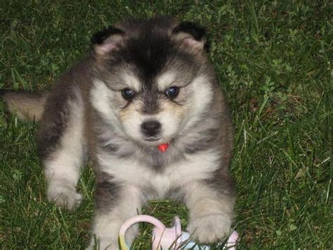 21 Best Images About Mini Husky On Pinterest Baby