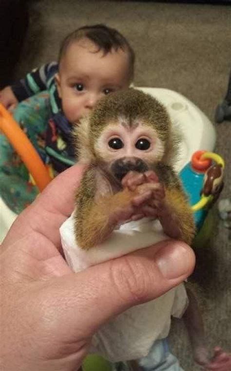 Squirrel Monkey Pet Price Squirrel Monkeys Are Also Popular As Pets